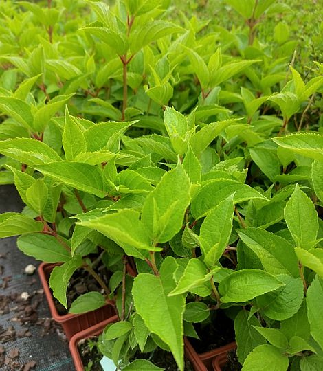 Hydrangea 'Silver Dollar'